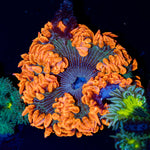 Ultra Rock Flower Anemone with colorful oral disc in reef aquarium