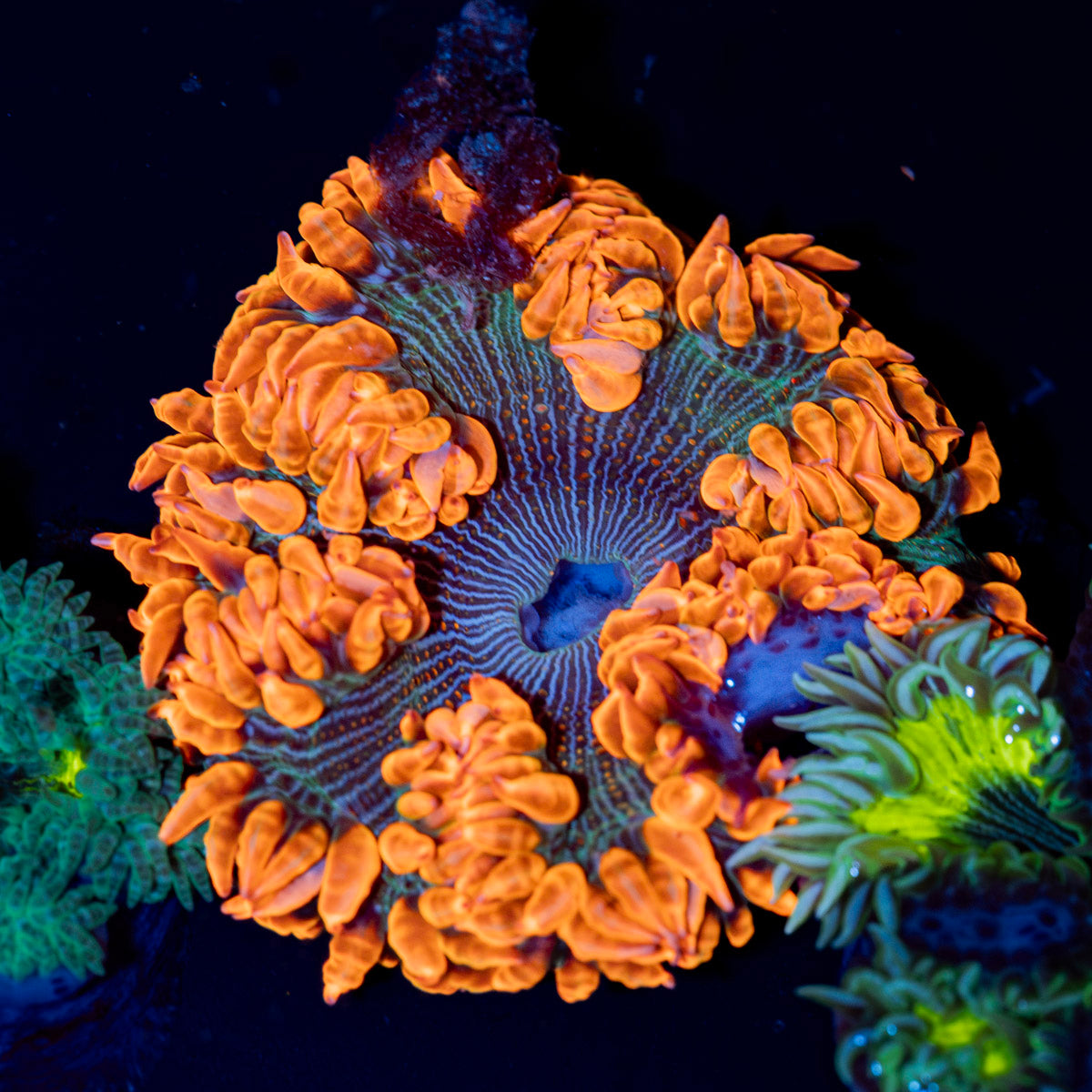 Ultra Rock Flower Anemone with colorful oral disc in reef aquarium