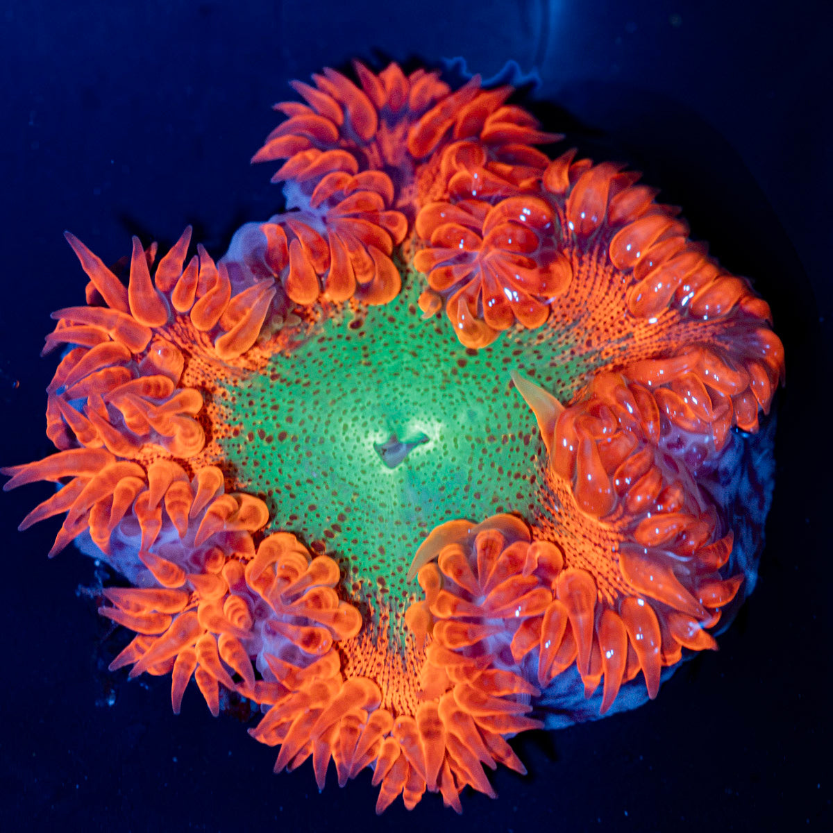 Ultra Rock Flower Anemone with colorful oral disc in reef aquarium