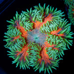 Ultra Rock Flower Anemone with colorful oral disc in reef aquarium