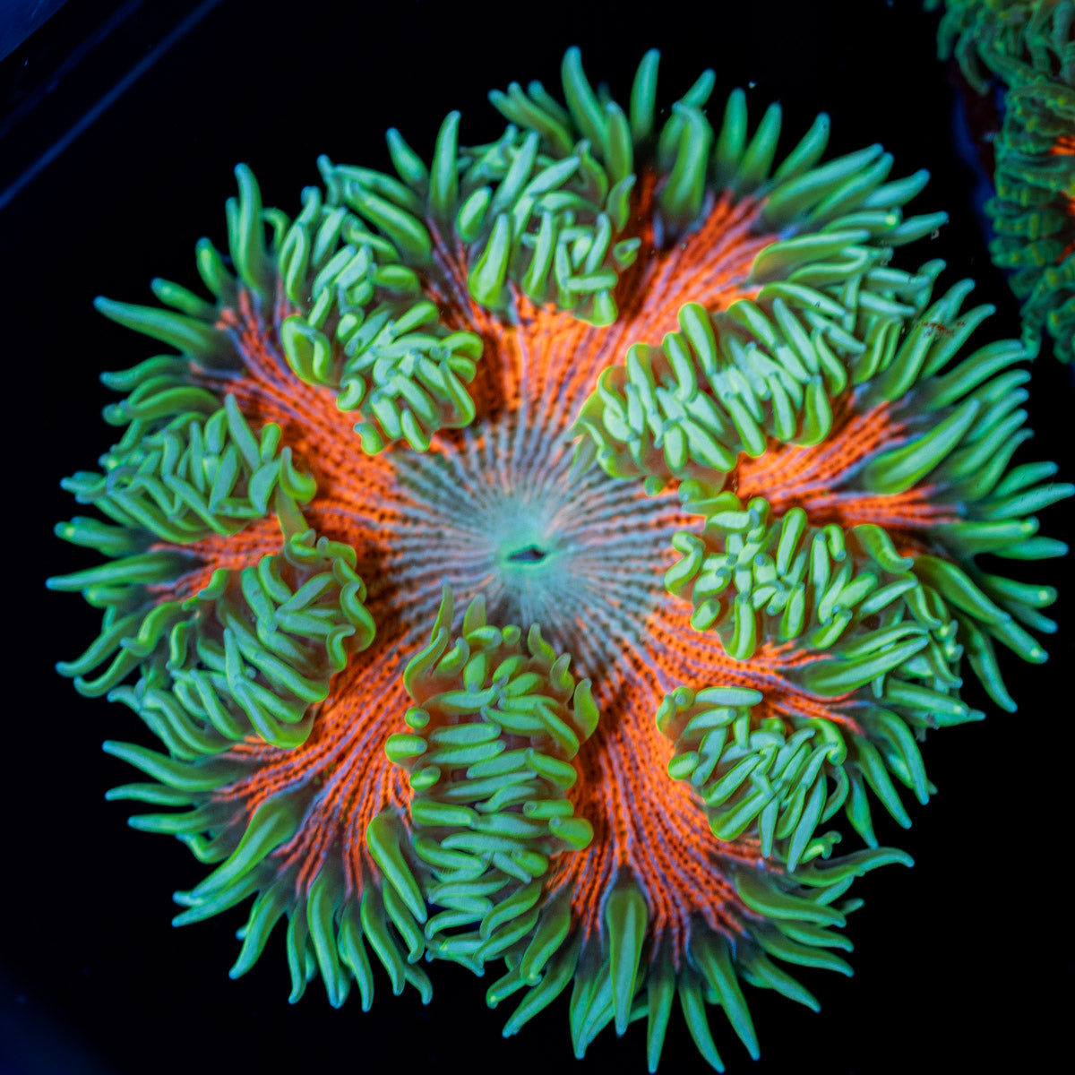 Ultra Rock Flower Anemone with colorful oral disc in reef aquarium