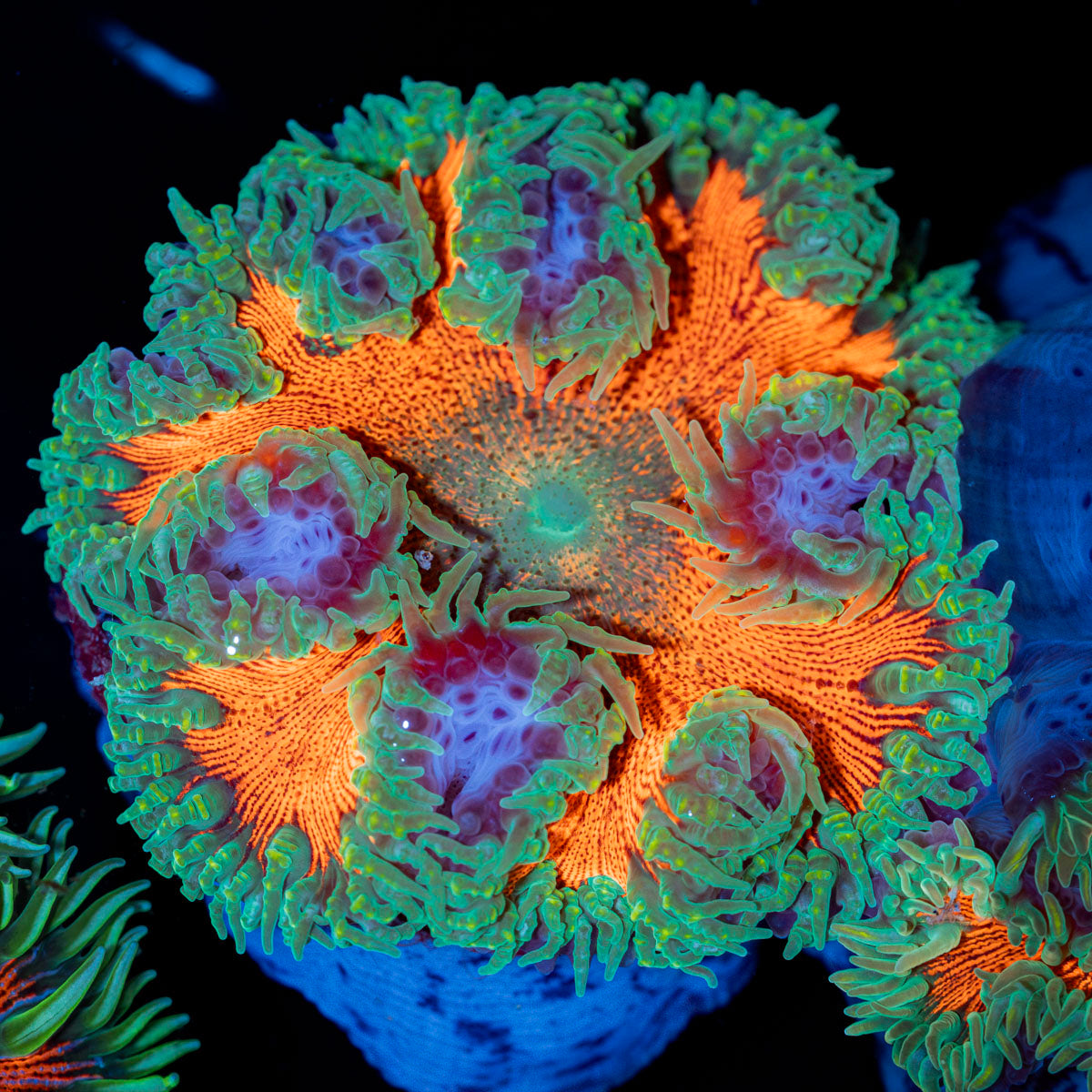 Ultra Rock Flower Anemone with colorful oral disc in reef aquarium