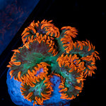 Ultra Rock Flower Anemone with colorful oral disc in reef aquarium