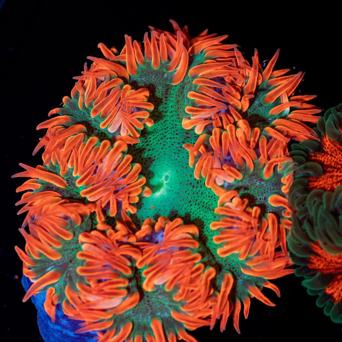 Ultra Rock Flower Anemone with colorful oral disc in reef aquarium