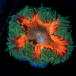 Ultra Rock Flower Anemone with colorful oral disc in reef aquarium