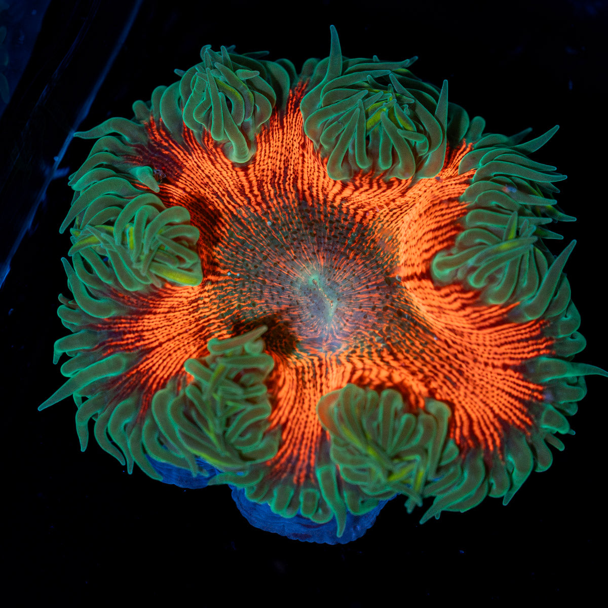 Ultra Rock Flower Anemone with colorful oral disc in reef aquarium