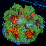Ultra Rock Flower Anemone with colorful oral disc in reef aquarium