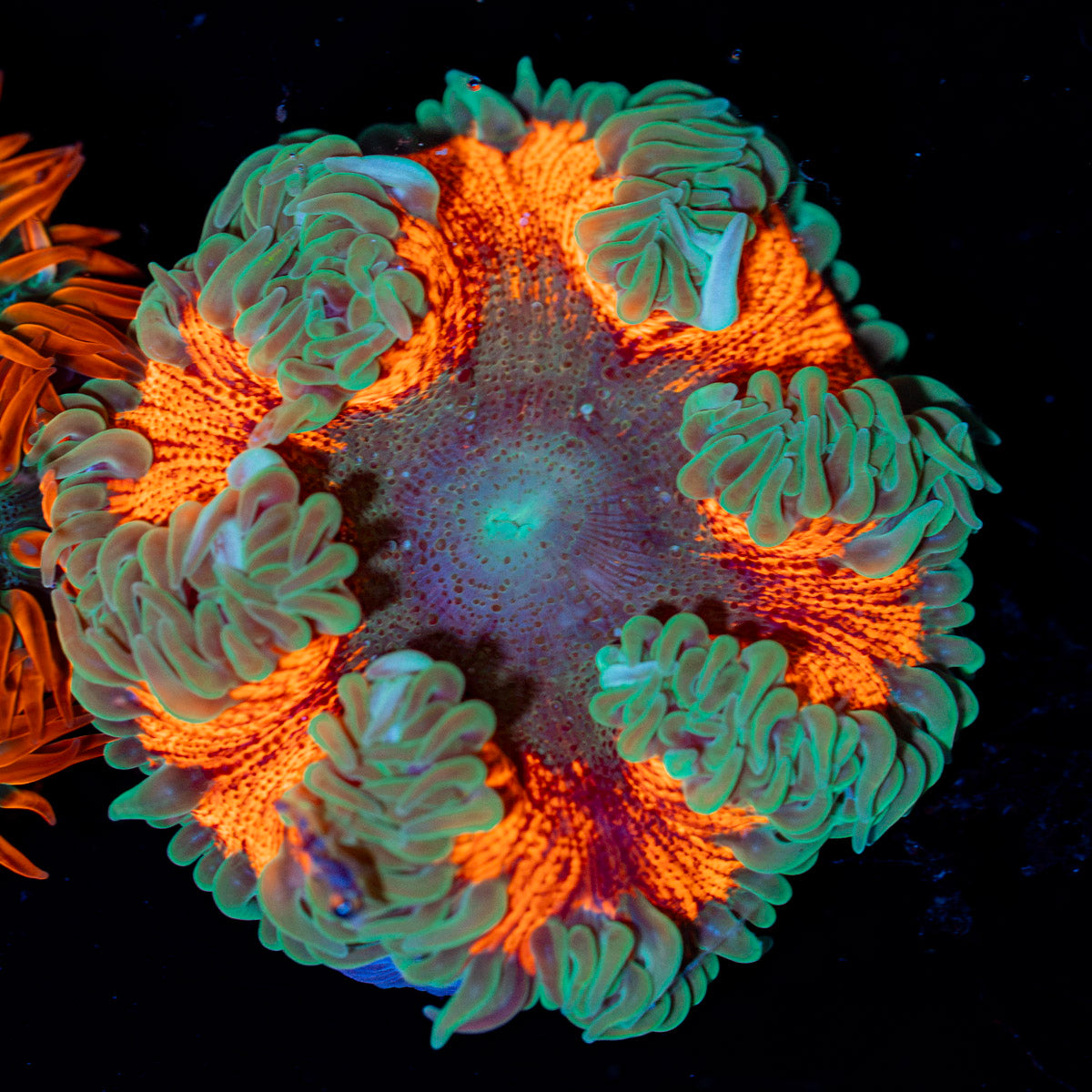 Ultra Rock Flower Anemone with colorful oral disc in reef aquarium