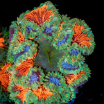 Ultra Rock Flower Anemone with colorful oral disc in reef aquarium