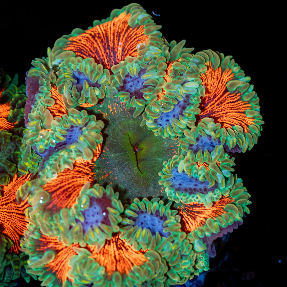 Ultra Rock Flower Anemone with colorful oral disc in reef aquarium