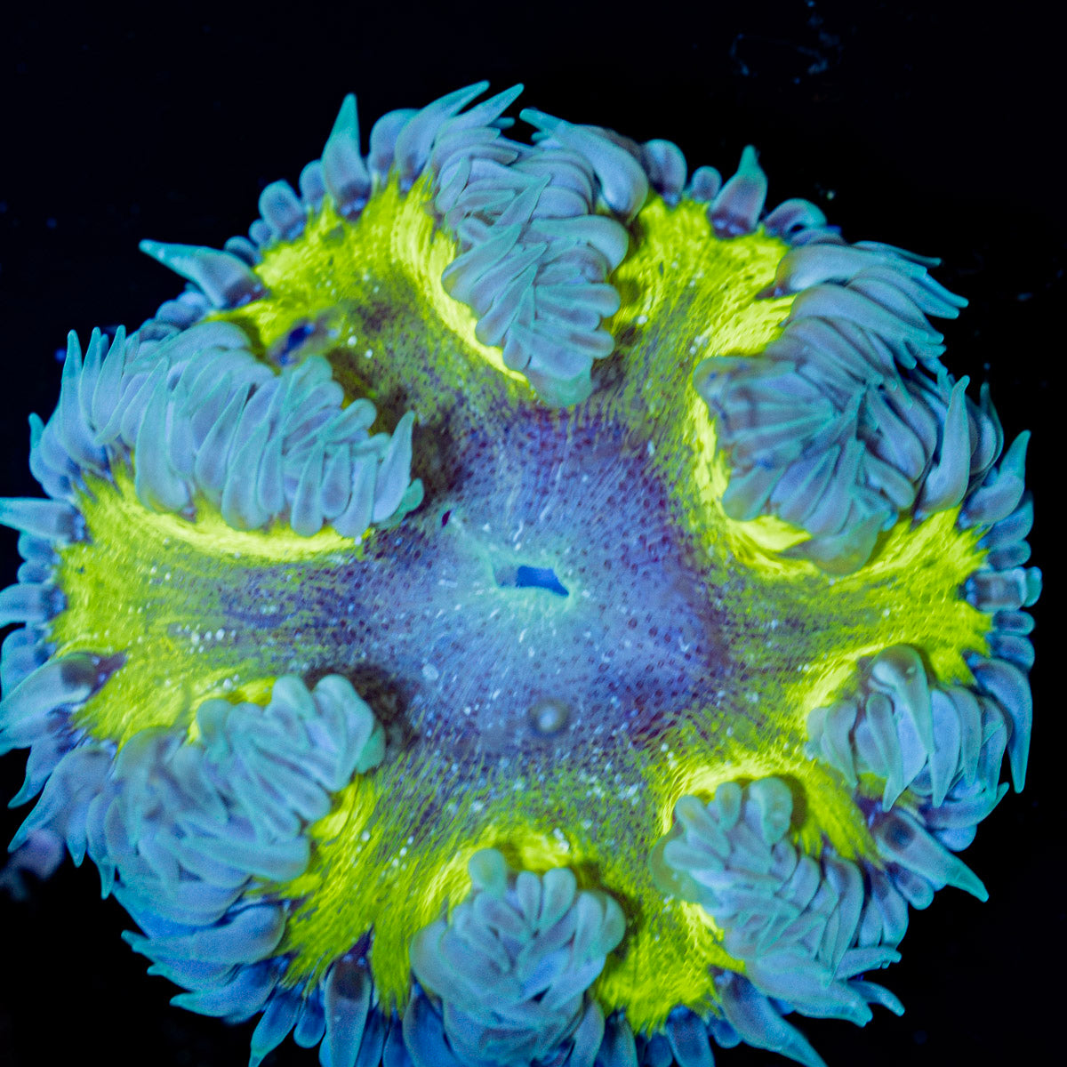 Ultra Rock Flower Anemone with colorful oral disc in reef aquarium