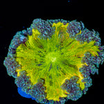 Ultra Rock Flower Anemone with colorful oral disc in reef aquarium