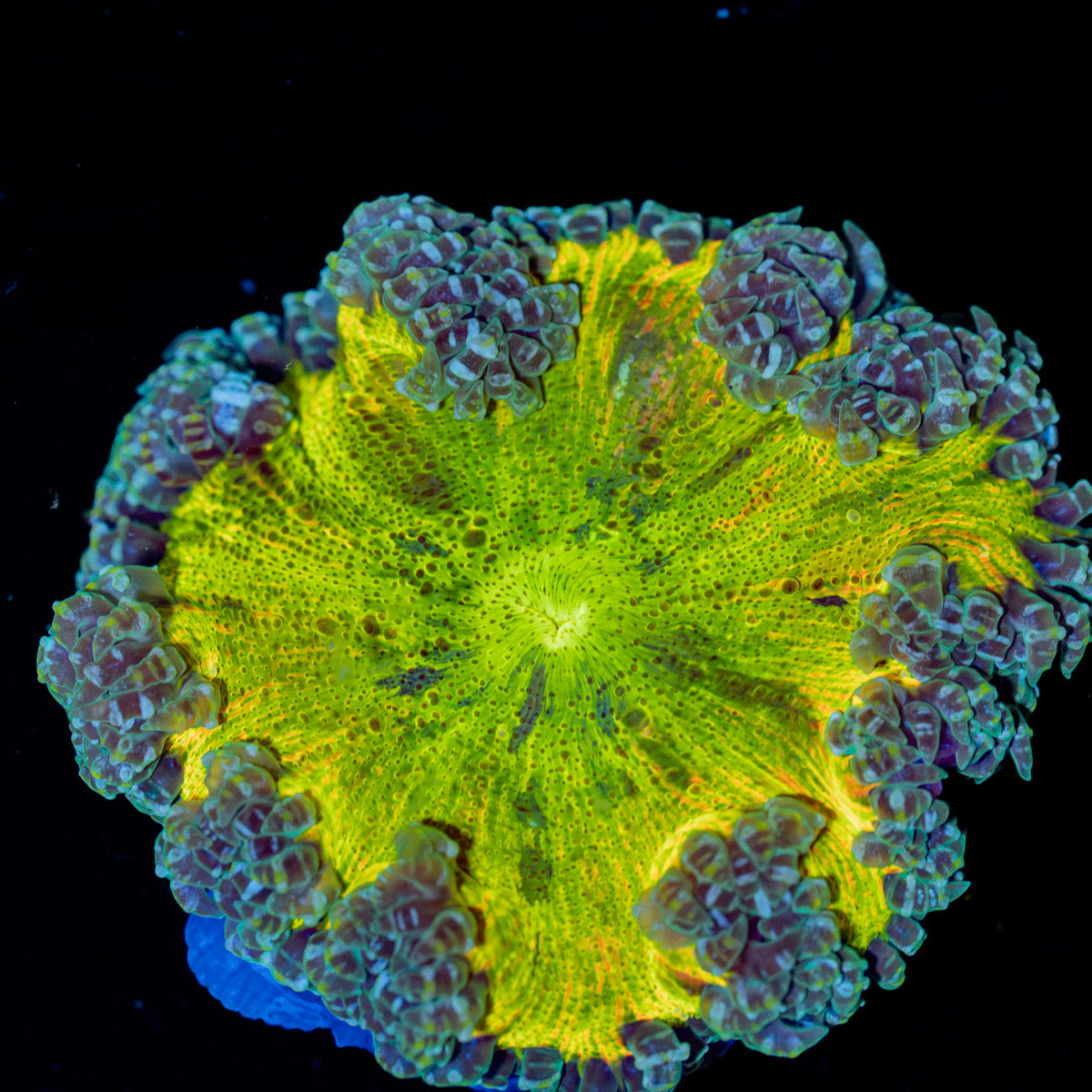 Ultra Rock Flower Anemone with colorful oral disc in reef aquarium