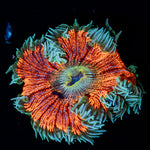Ultra Rock Flower Anemone with colorful oral disc in reef aquarium