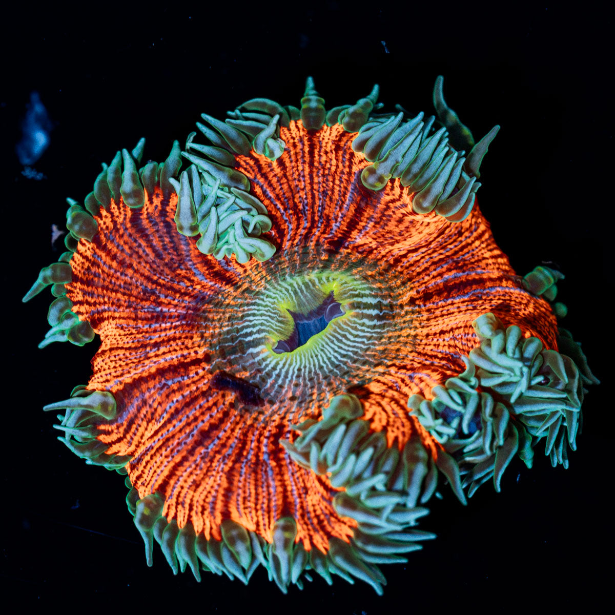 Ultra Rock Flower Anemone with colorful oral disc in reef aquarium