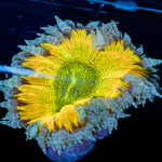 Ultra Rock Flower Anemone with colorful oral disc in reef aquarium