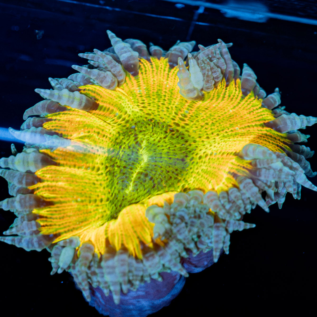 Ultra Rock Flower Anemone with colorful oral disc in reef aquarium
