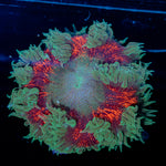 Ultra Rock Flower Anemone with colorful oral disc in reef aquarium
