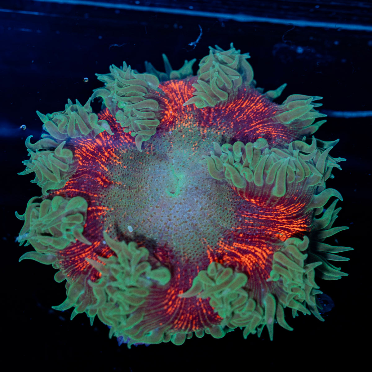 Ultra Rock Flower Anemone with colorful oral disc in reef aquarium