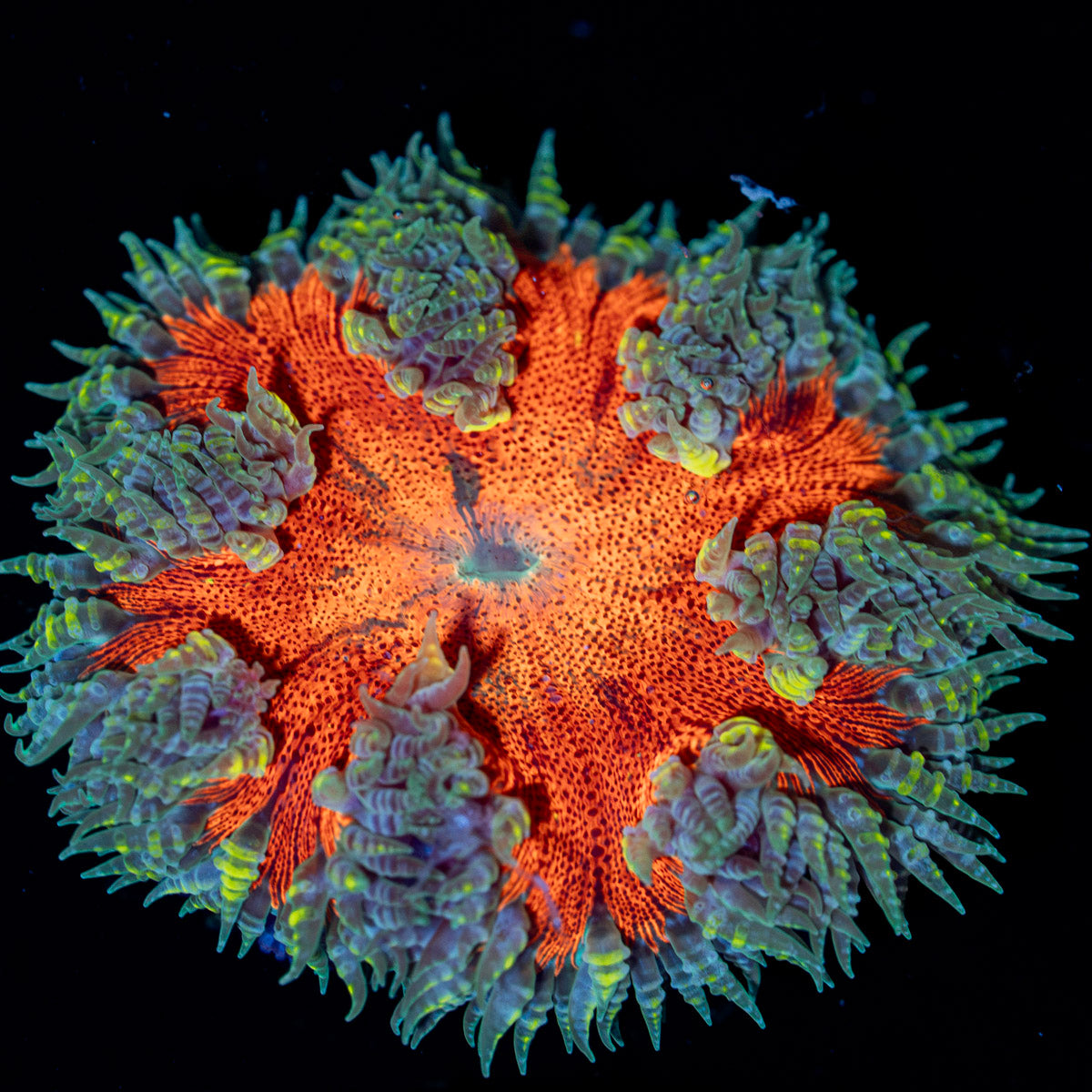 Ultra Rock Flower Anemone with colorful oral disc in reef aquarium