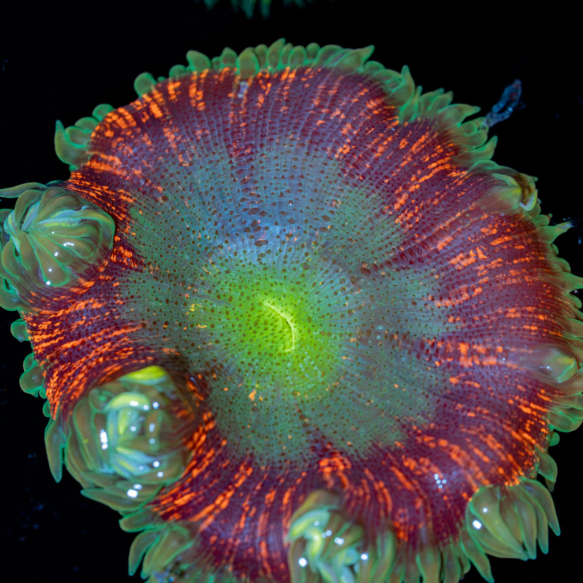 Ultra Rock Flower Anemone with colorful oral disc in reef aquarium