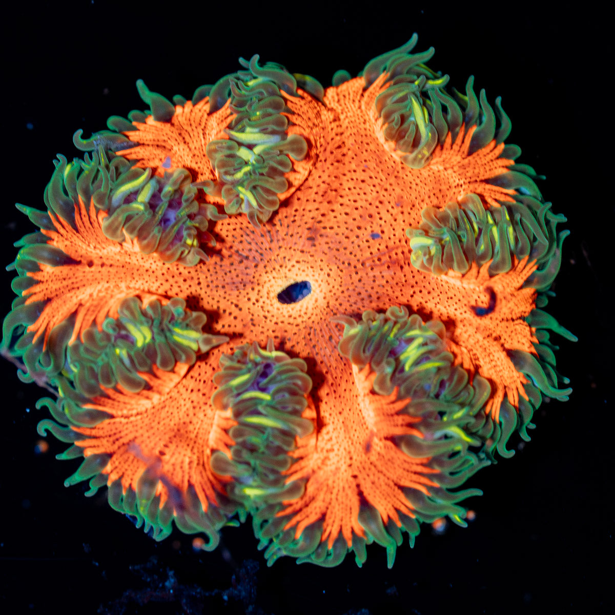 Ultra Rock Flower Anemone with colorful oral disc in reef aquarium