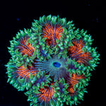 Ultra Rock Flower Anemone with colorful oral disc in reef aquarium