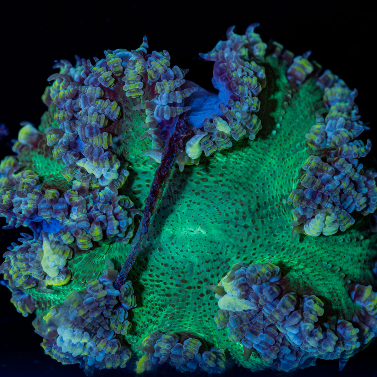 Ultra Rock Flower Anemone with colorful oral disc in reef aquarium