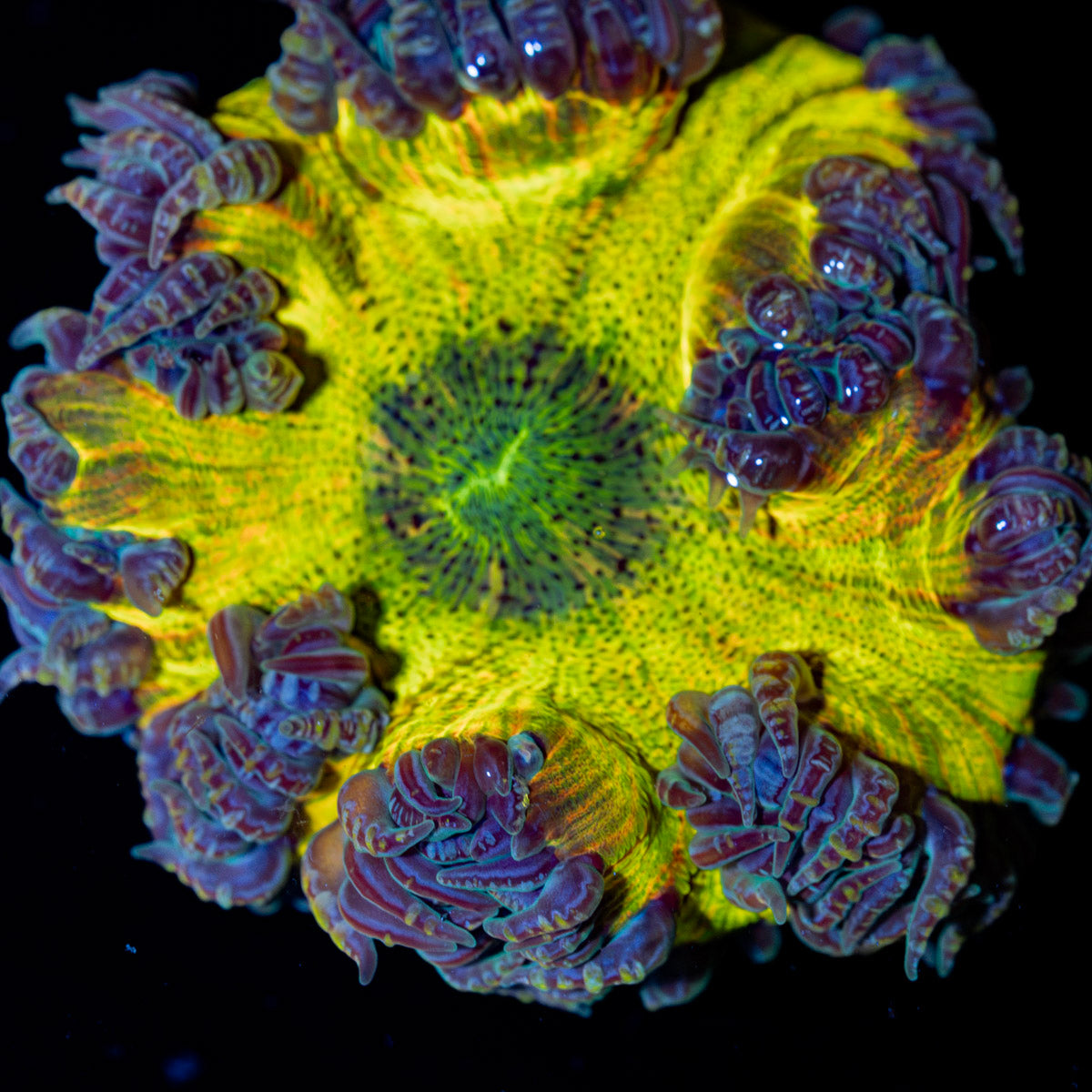 Ultra Rock Flower Anemone with colorful oral disc in reef aquarium