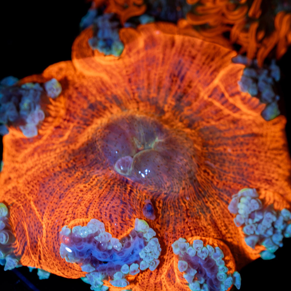 Ultra Rock Flower Anemone with colorful oral disc in reef aquarium