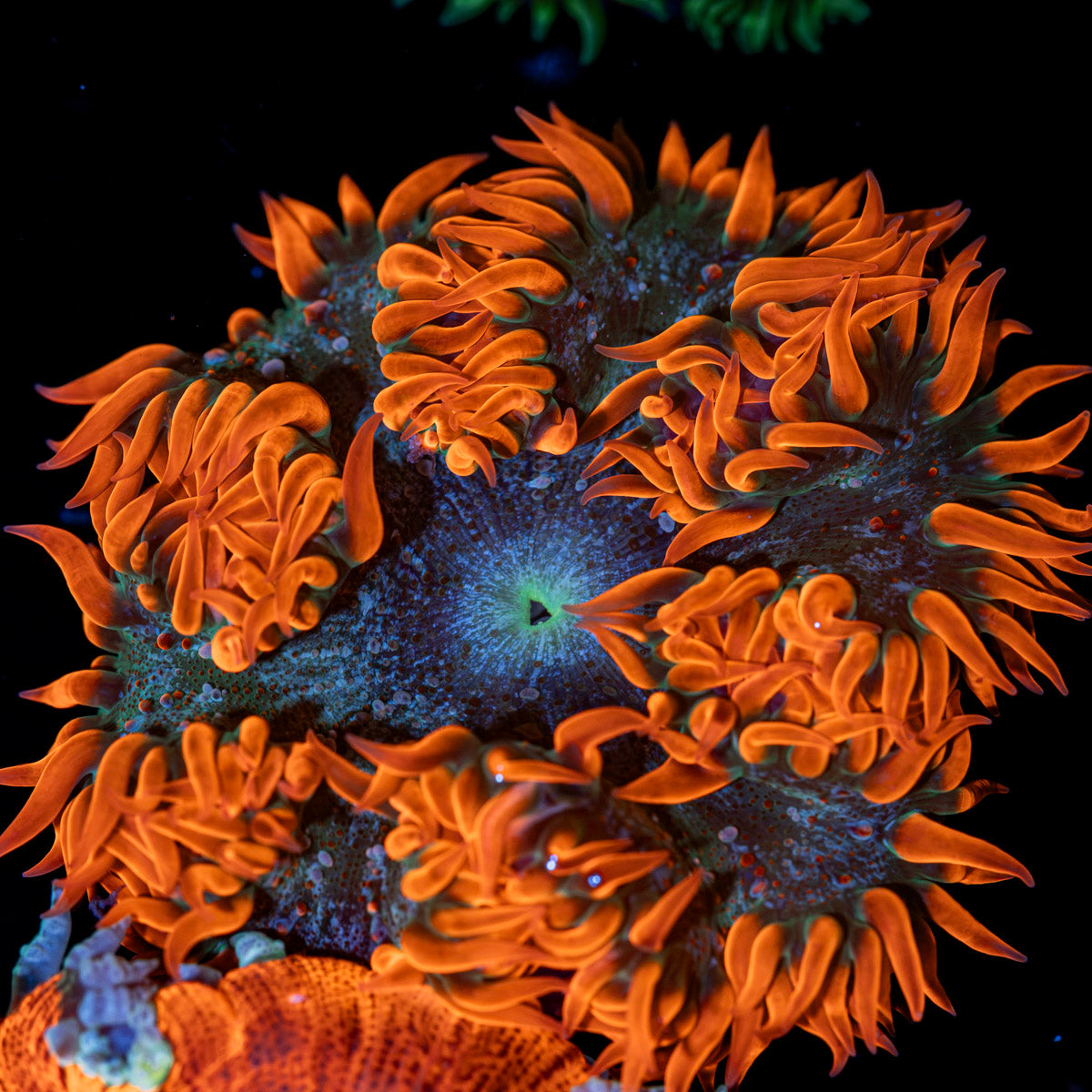 Ultra Rock Flower Anemone with colorful oral disc in reef aquarium