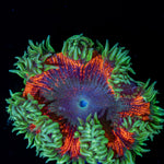 Ultra Rock Flower Anemone with colorful oral disc in reef aquarium