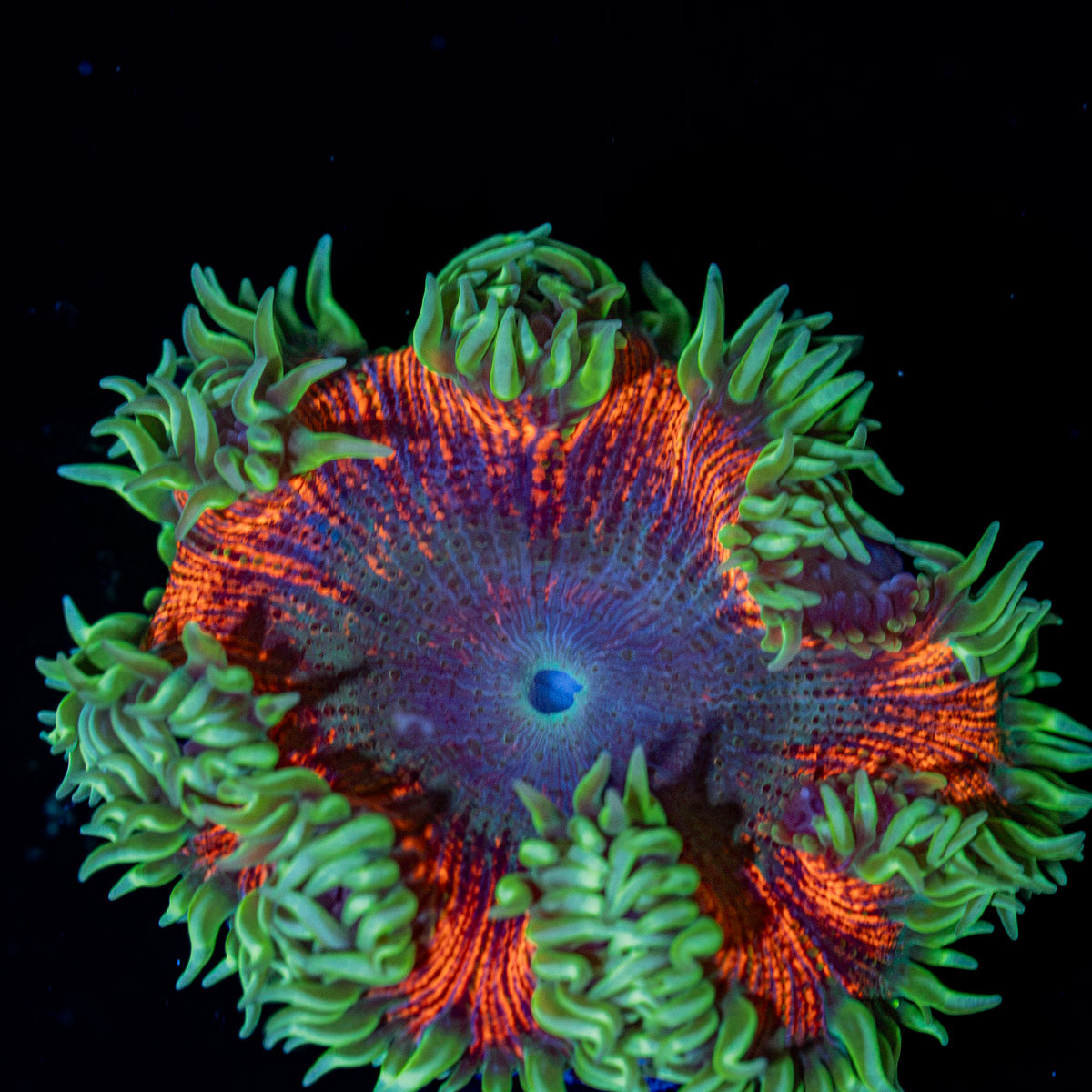 Ultra Rock Flower Anemone with colorful oral disc in reef aquarium