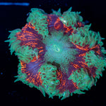 Ultra Rock Flower Anemone with colorful oral disc in reef aquarium