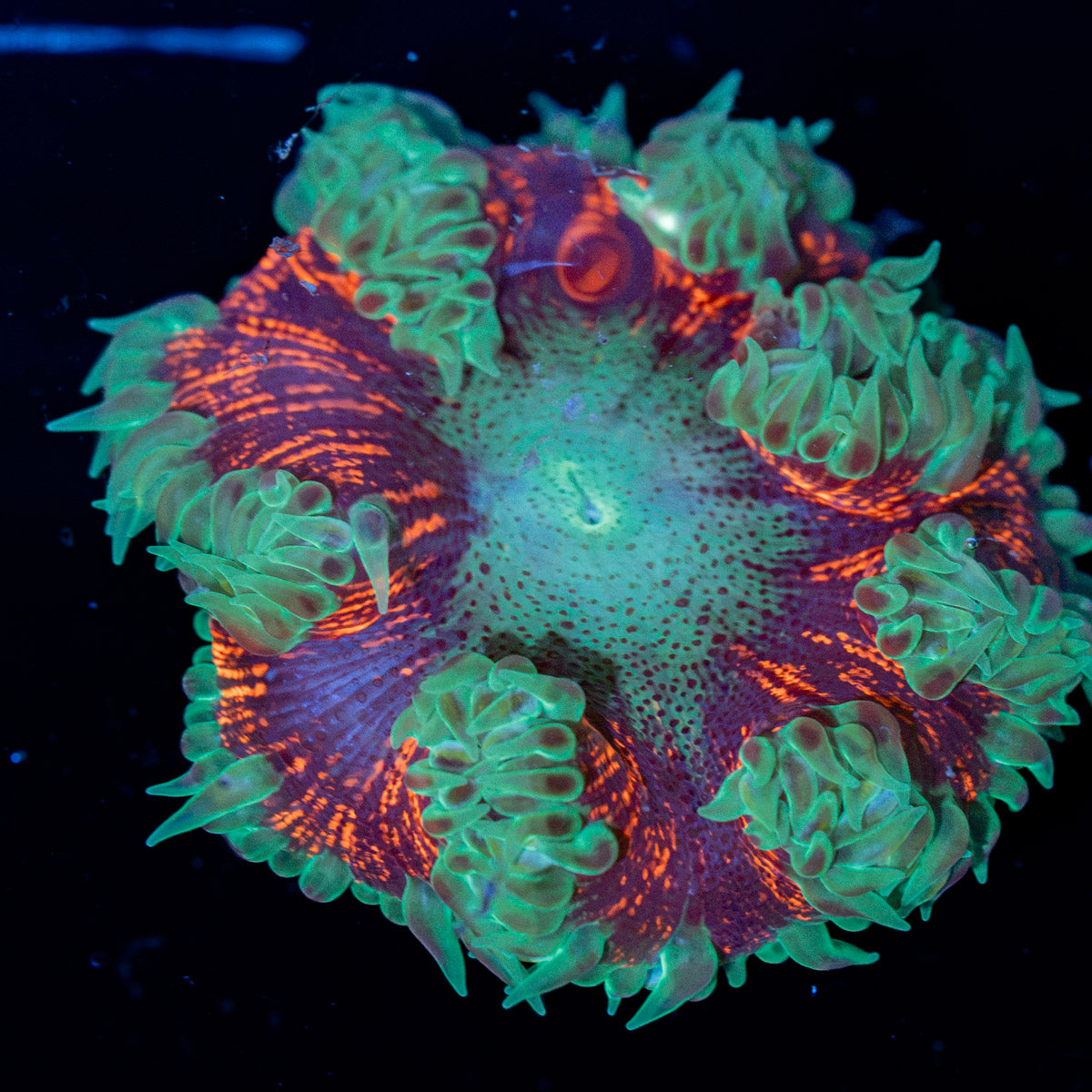 Ultra Rock Flower Anemone with colorful oral disc in reef aquarium