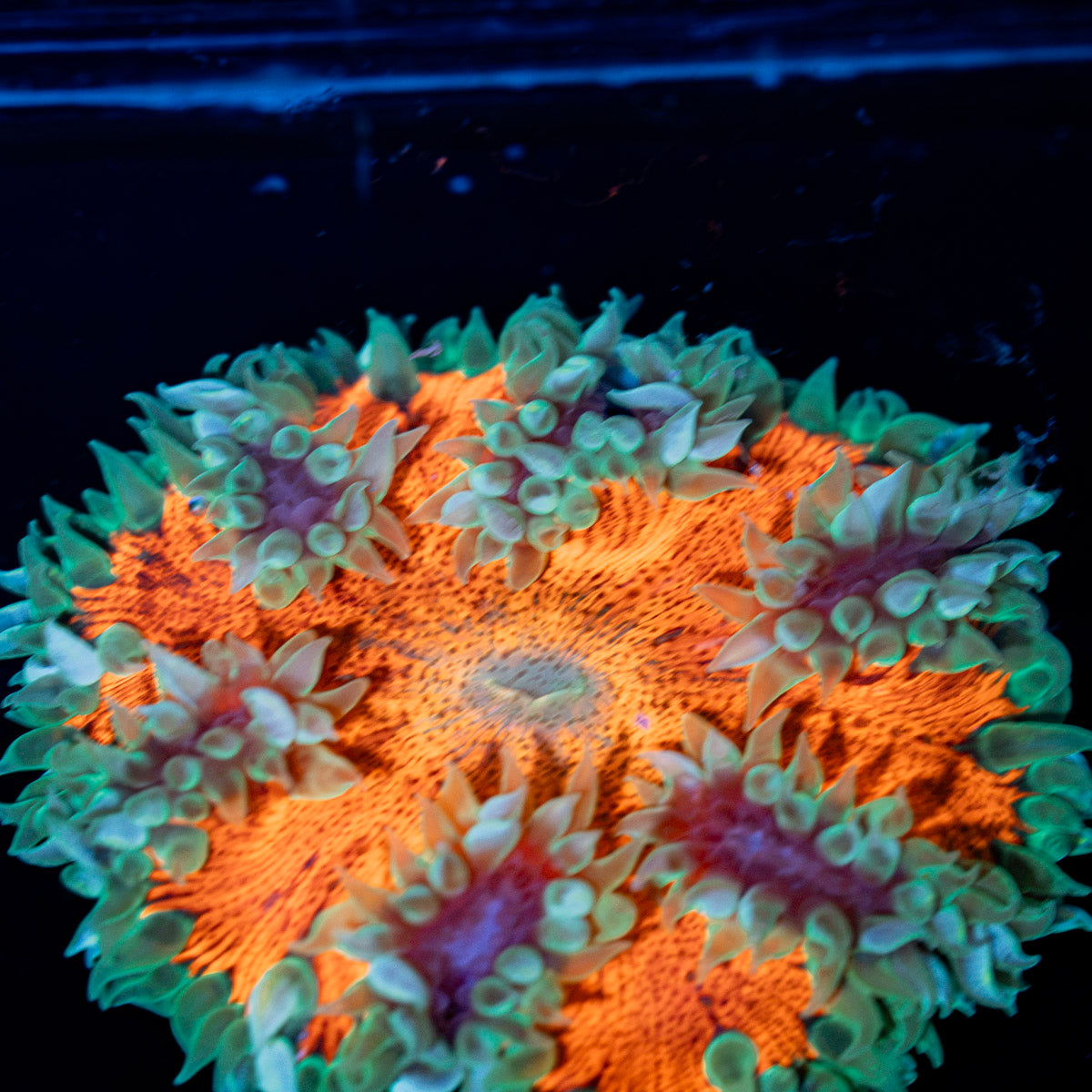 Ultra Rock Flower Anemone with colorful oral disc in reef aquarium