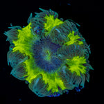 Ultra Rock Flower Anemone with colorful oral disc in reef aquarium