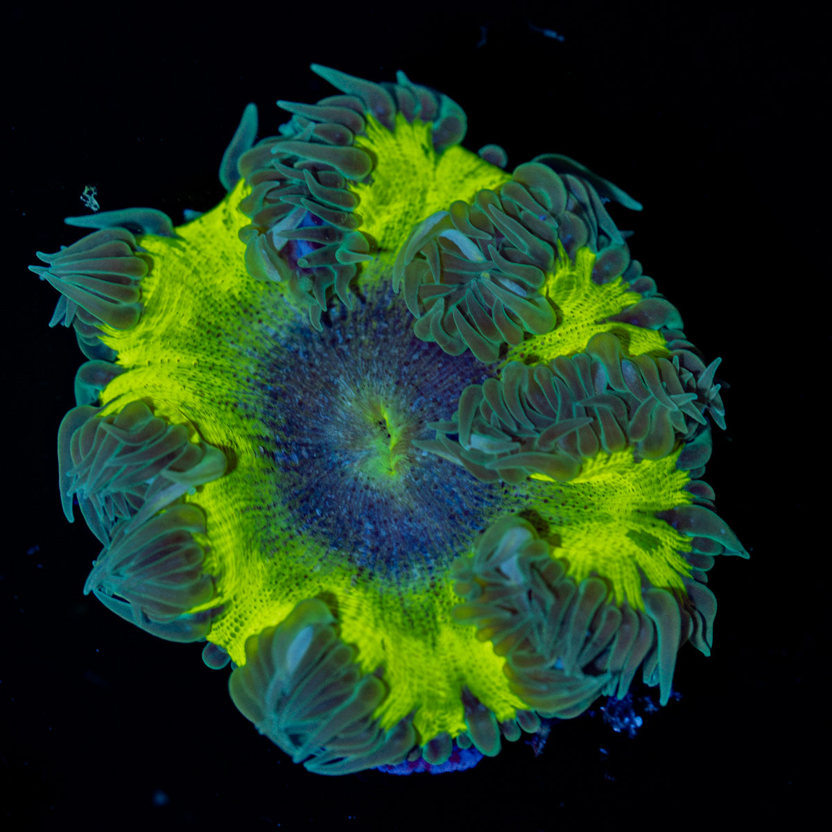 Ultra Rock Flower Anemone with colorful oral disc in reef aquarium