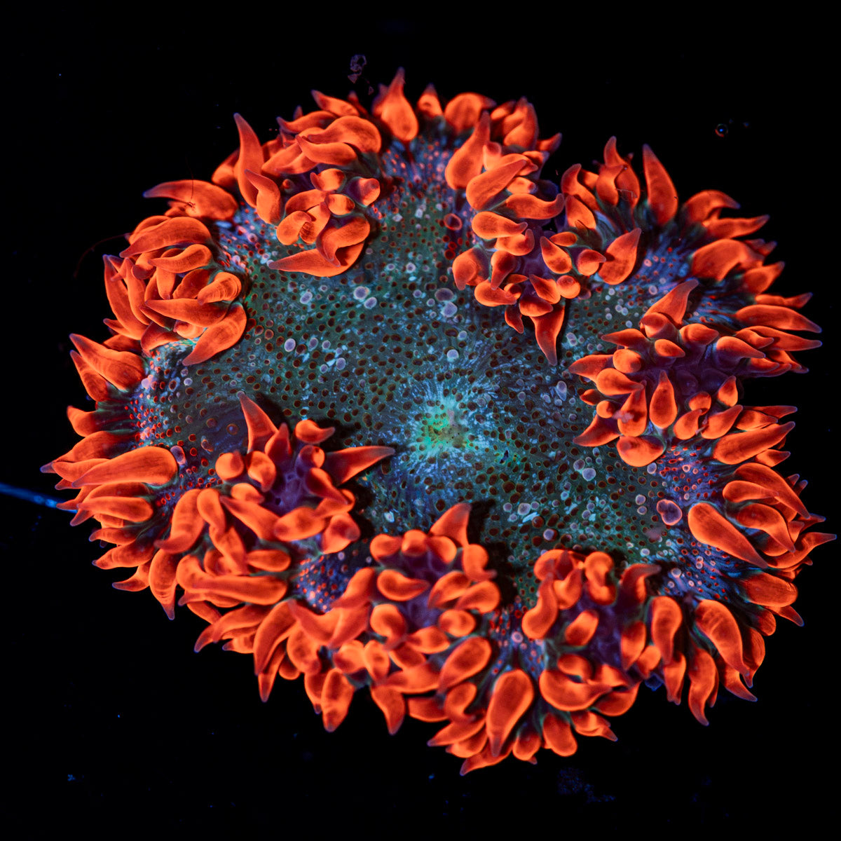 Ultra Rock Flower Anemone with colorful oral disc in reef aquarium