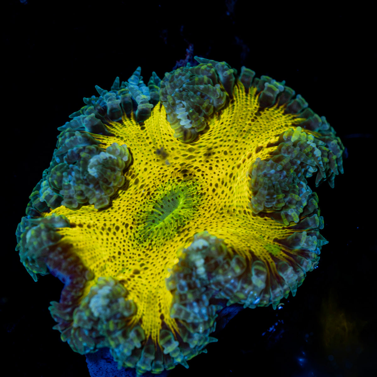 Ultra Rock Flower Anemone with colorful oral disc in reef aquarium