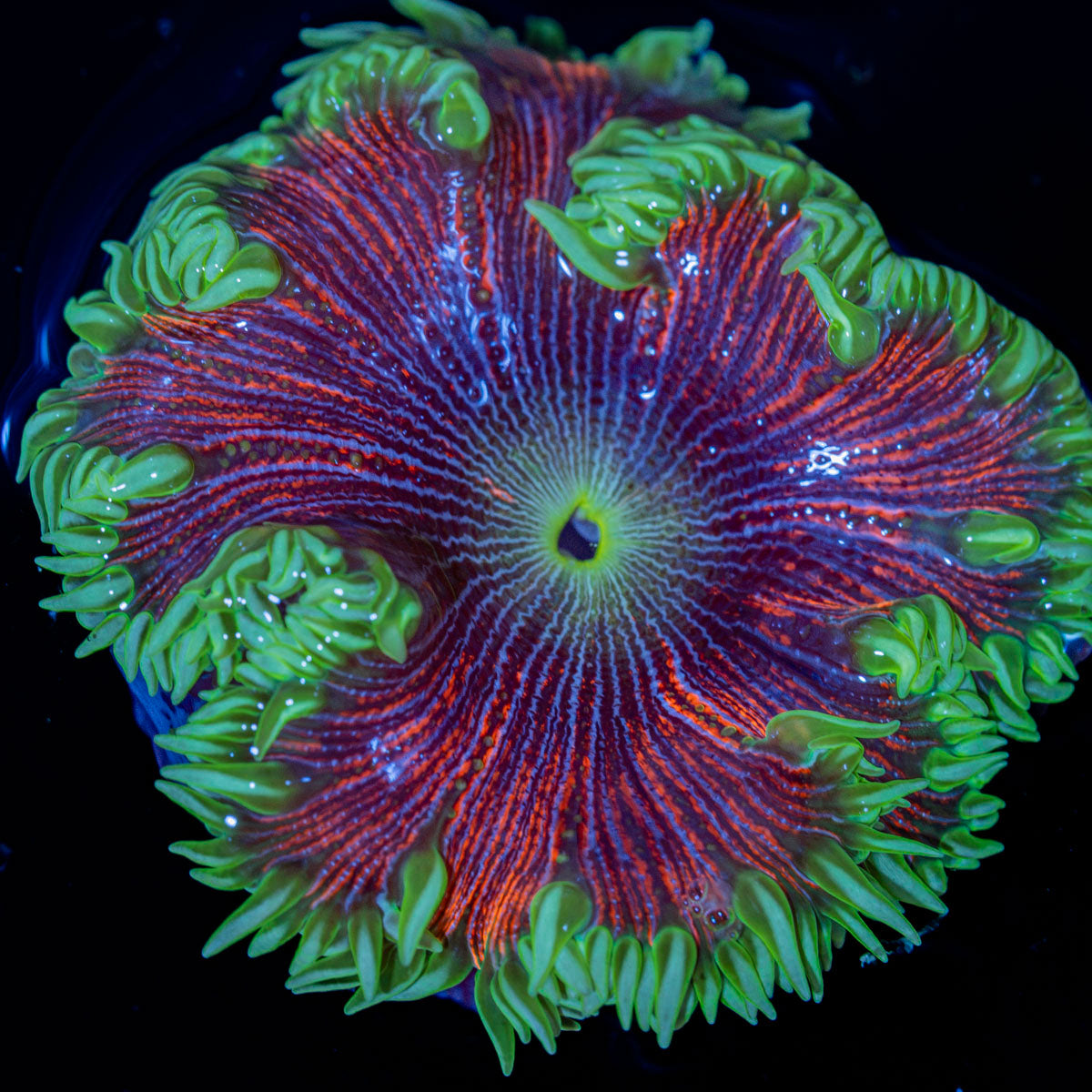 Ultra Rock Flower Anemone with colorful oral disc in reef aquarium