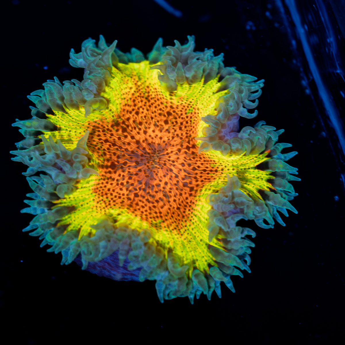 Ultra Rock Flower Anemone with colorful oral disc in reef aquarium