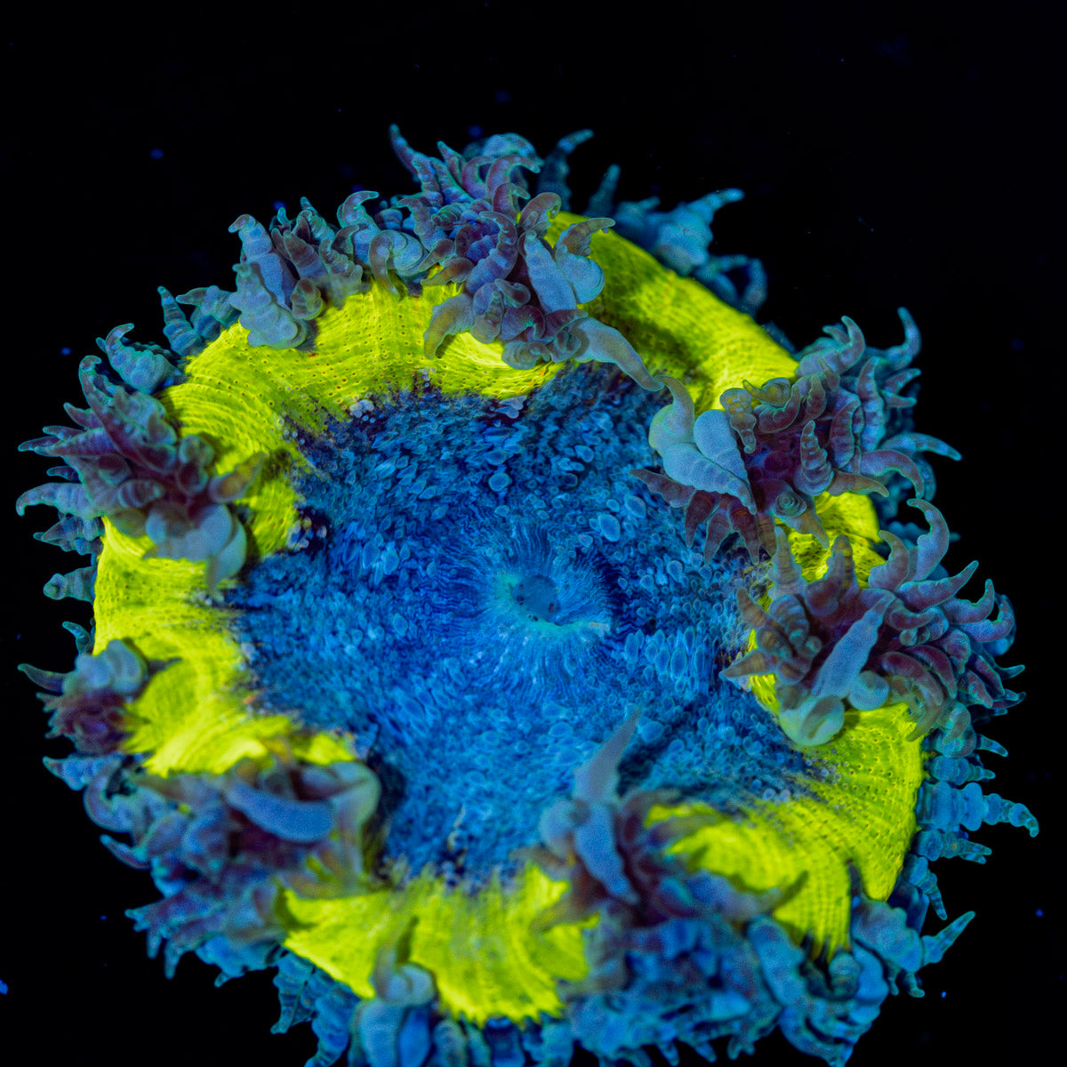 Ultra Rock Flower Anemone with colorful oral disc in reef aquarium