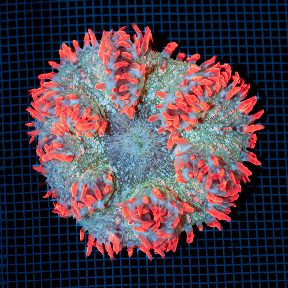 Ultra Rock Flower Anemone with colorful oral disc in reef aquarium