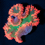 Ultra Rock Flower Anemone with colorful oral disc in reef aquarium