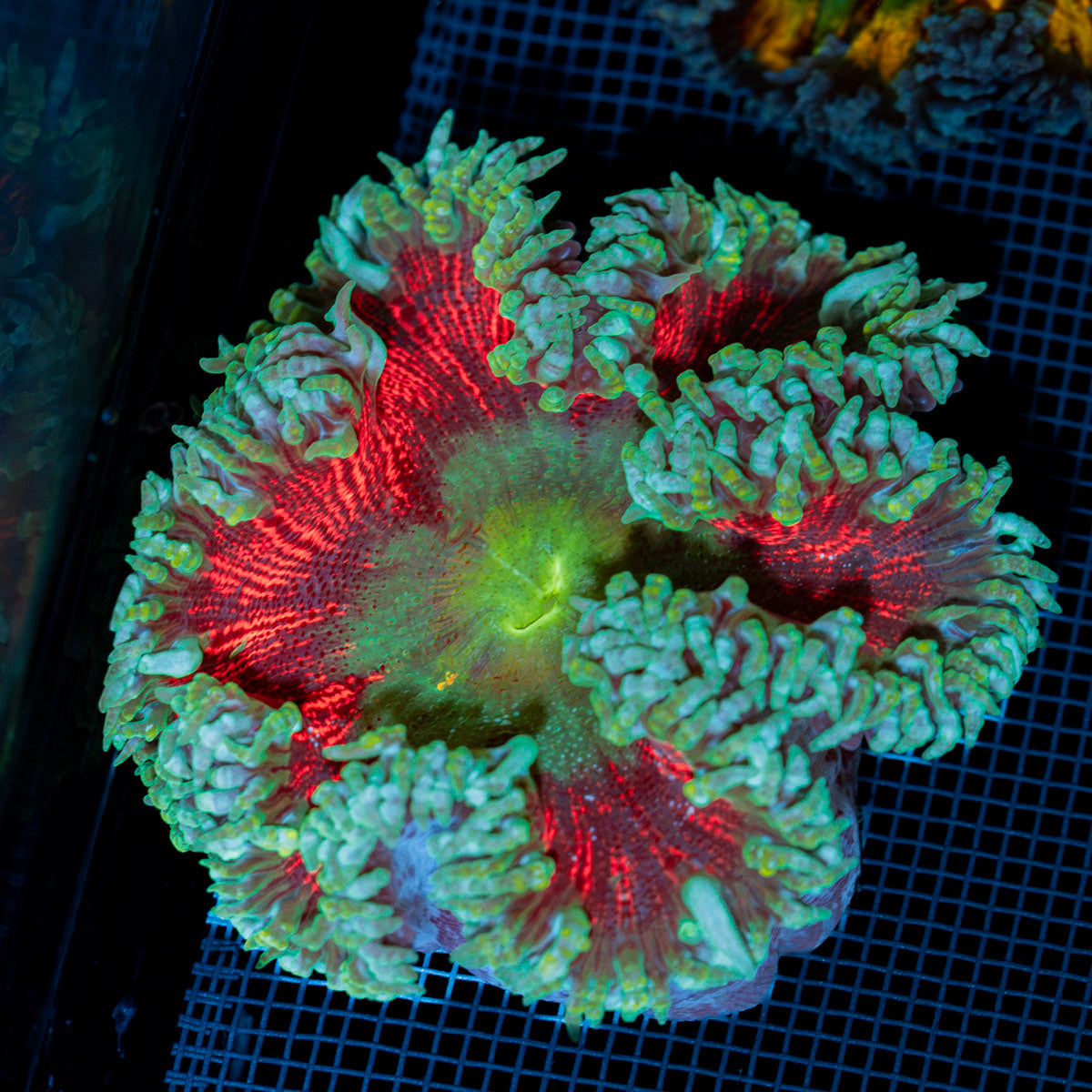 Ultra Rock Flower Anemone with colorful oral disc in reef aquarium