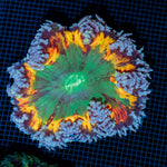 Ultra Rock Flower Anemone with colorful oral disc in reef aquarium