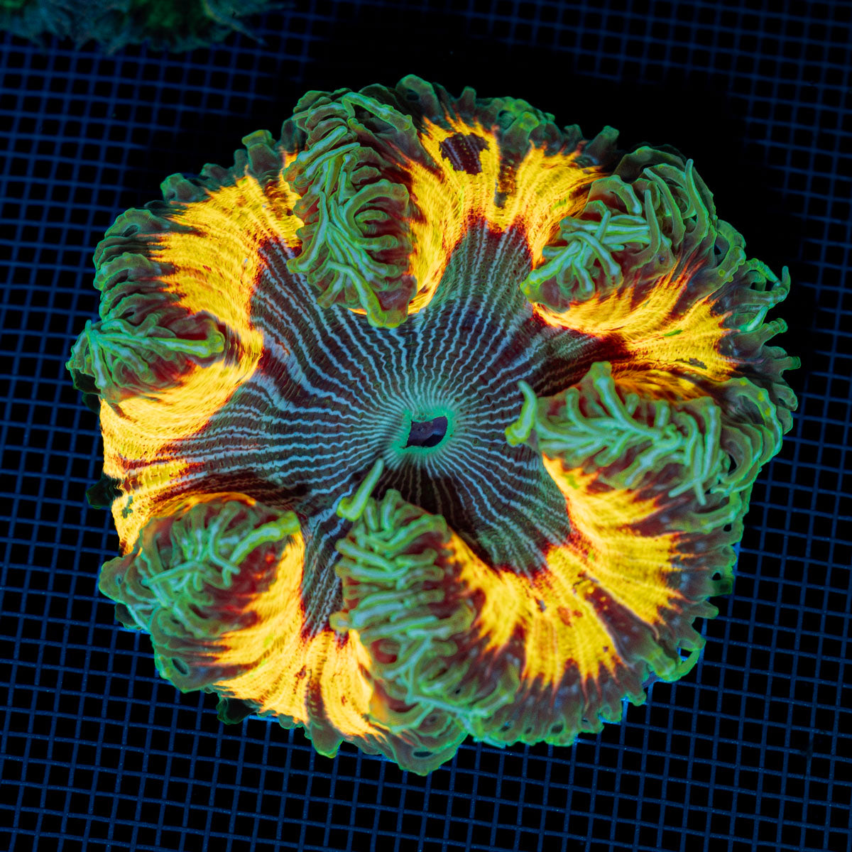 Ultra Rock Flower Anemone with colorful oral disc in reef aquarium