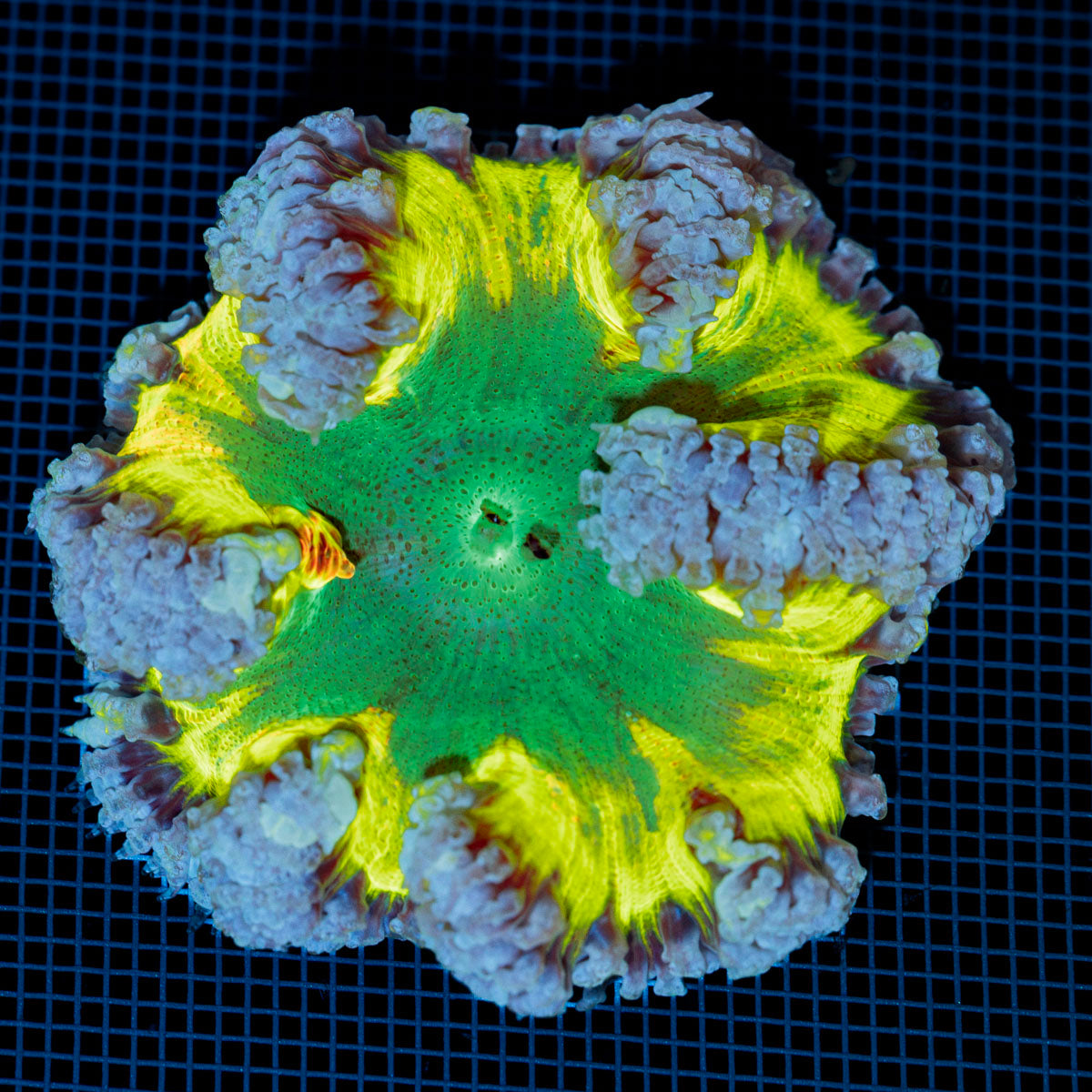 Ultra Rock Flower Anemone with colorful oral disc in reef aquarium