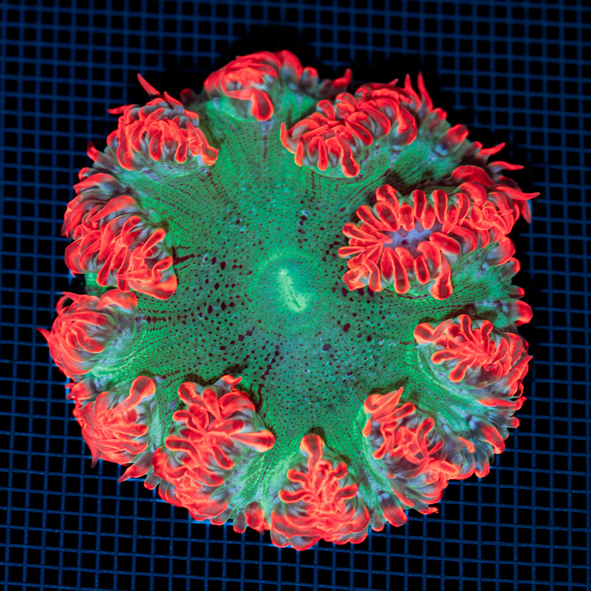 Ultra Rock Flower Anemone with colorful oral disc in reef aquarium